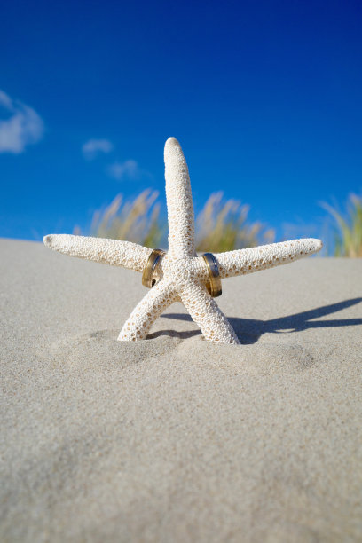 夏季结婚卡片与复制空间显示结婚戒指的热带海星在海滩上图片下载