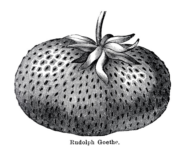 在白色背景上采摘草莓，鲁道夫·歌德图片下载