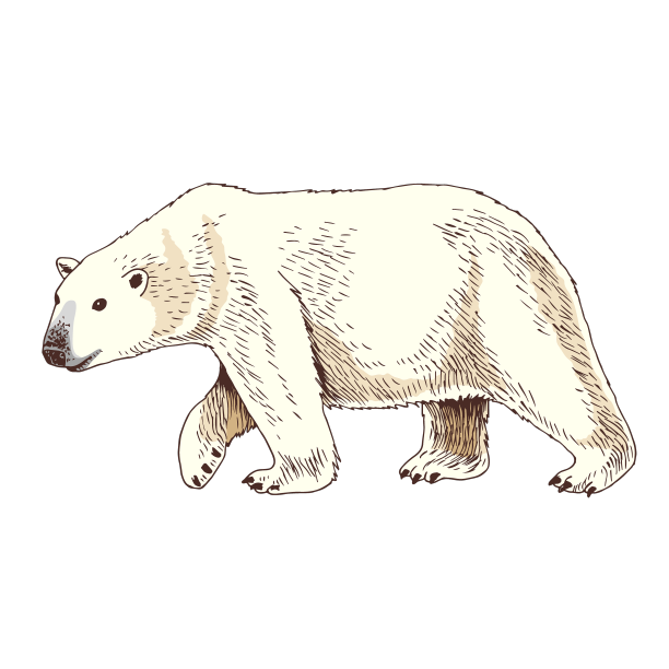 白色的北极北极熊手绘图像图片下载