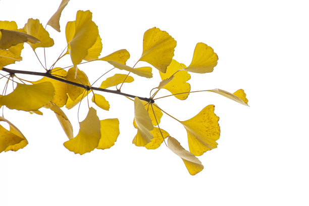 白色背景上孤立的银杏叶。图片下载