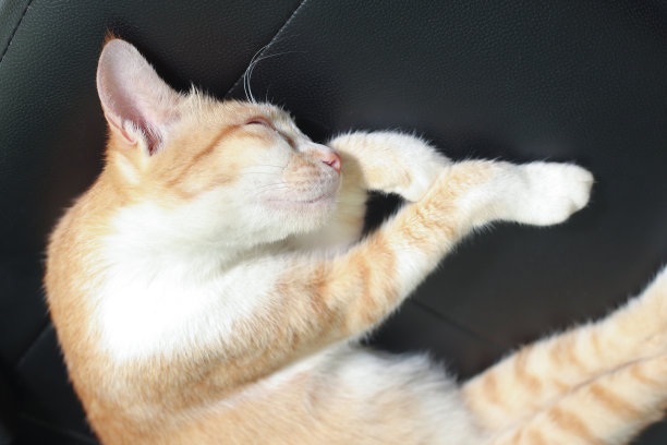 橙色的猫躺在汽车座椅上睡觉图片下载