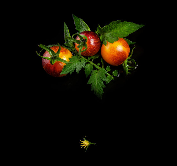 湿的黄红色条纹番茄图片下载