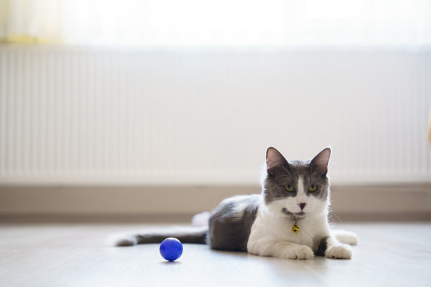 可爱的国内灰猫正在玩，看和打哈欠。图片下载