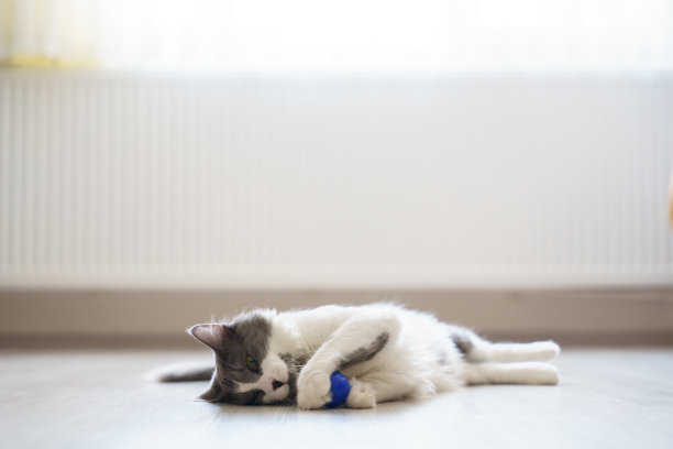 可爱的国内灰猫正在玩，看和打哈欠。图片下载