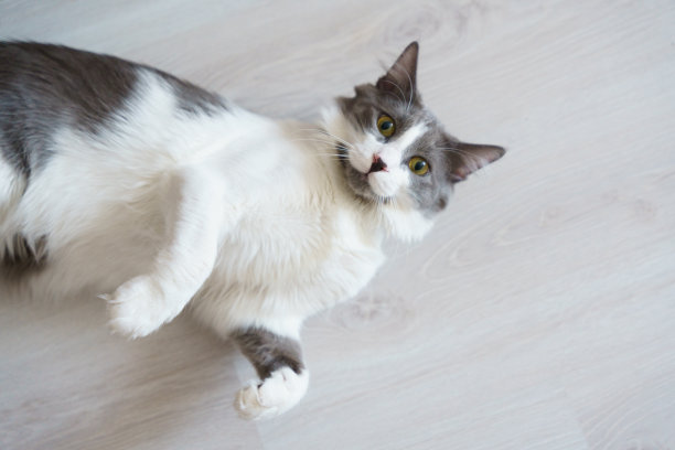 可爱的国内灰猫正在玩，看和打哈欠。图片下载