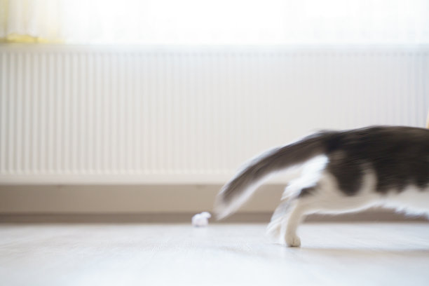 可爱的国内灰猫正在玩，看和打哈欠。图片下载