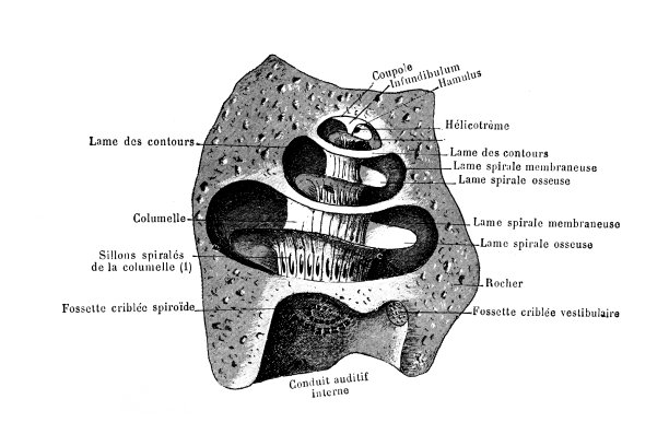 内耳骨内耳的骨头部分图片下载