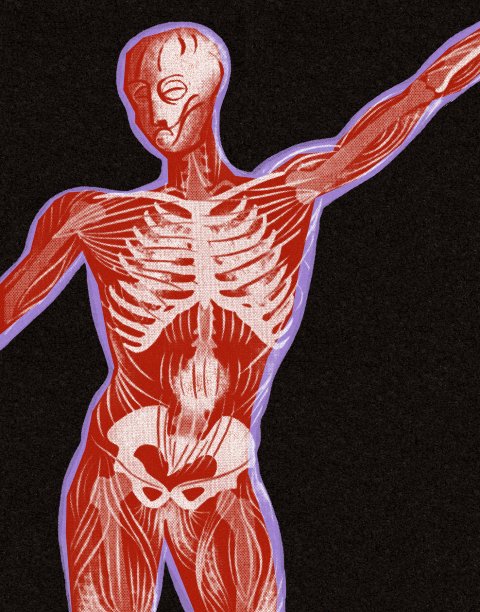 人类肌肉系统图片下载