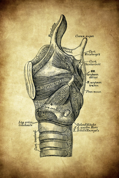 摘除左护喉软骨板后喉图片下载