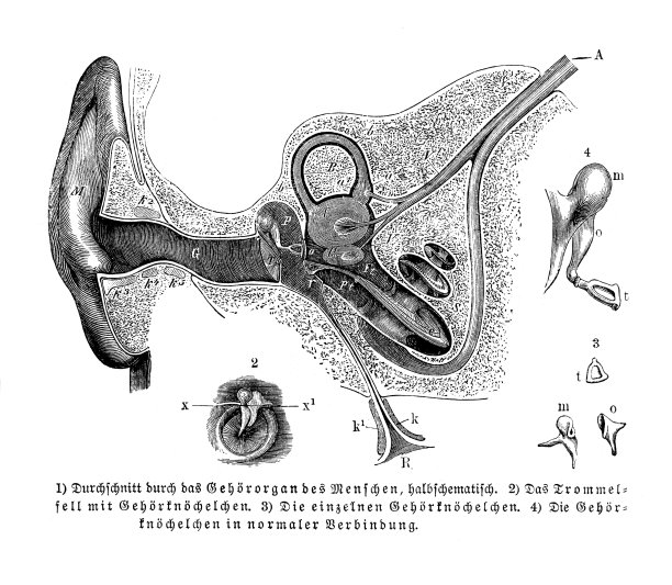 人和中耳的解剖图（1896年横截面图）图片下载