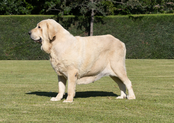 西班牙獒犬纯种成年犬站在草地上图片下载