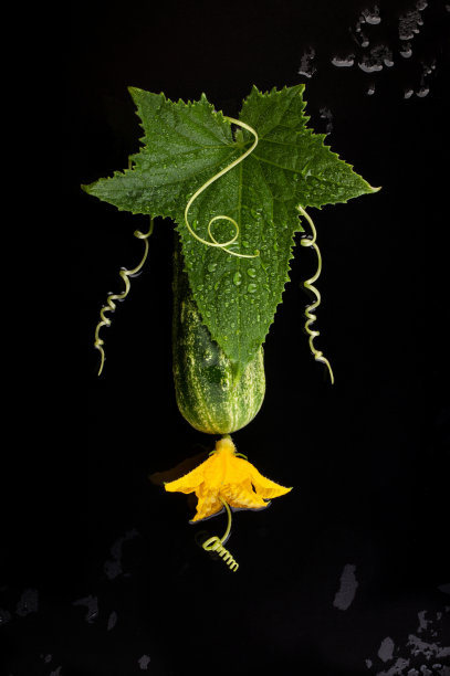 黄瓜片与花，叶和螺旋卷须黑色背景图片下载