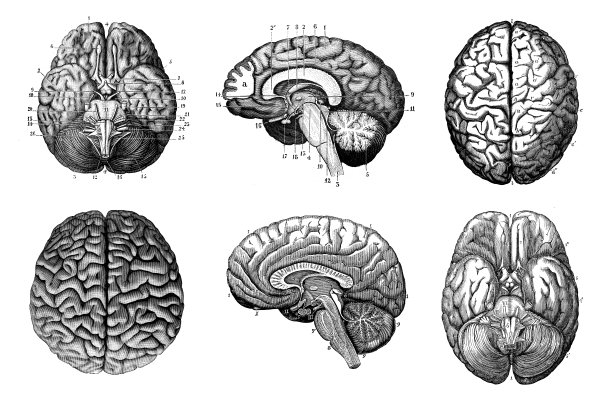 古董解剖图集:人脑图片下载