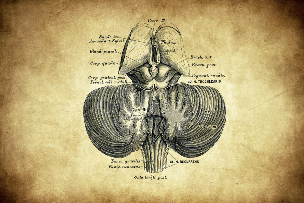 脑室大脑的第三和第四腔图片下载