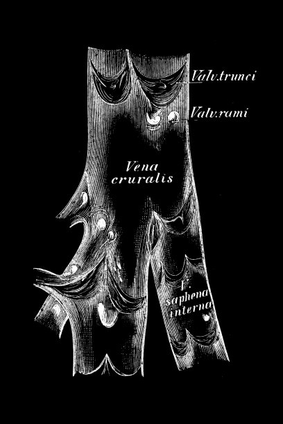 脚静脉横切面图片下载