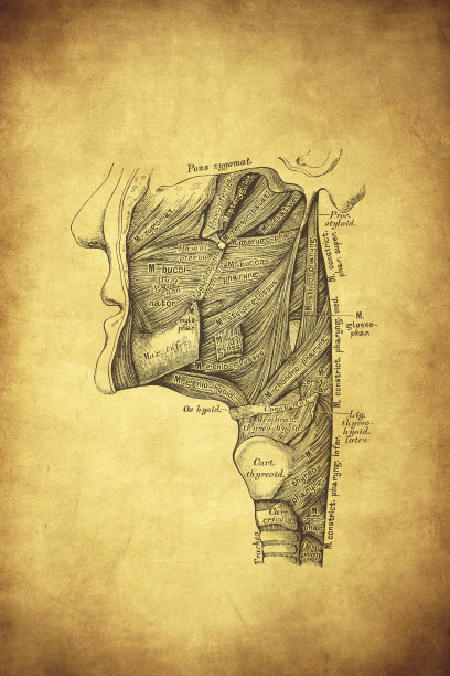喉部肌肉从侧面图片下载
