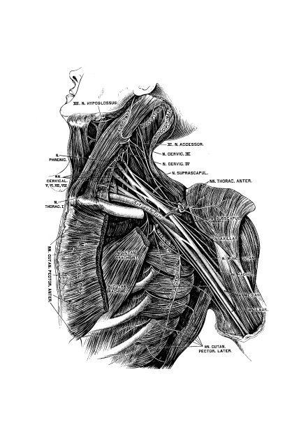 臂丛的深层神经图片下载