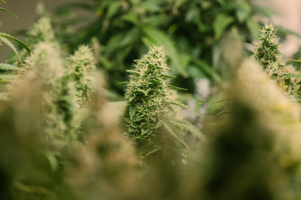 电影微距照片的杂草花和叶子的大麻植物在室内种植的家庭农场从近距离图片下载