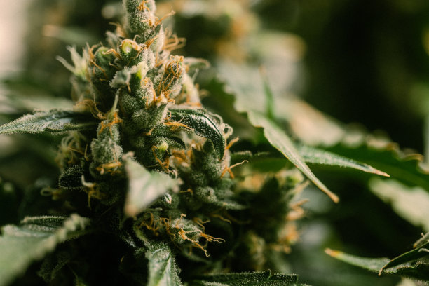 电影微距照片的杂草花和叶子的大麻植物在室内种植的家庭农场从近距离图片下载