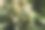 电影微距照片的杂草花和叶子的大麻植物在室内种植的家庭农场从近距离图片下载