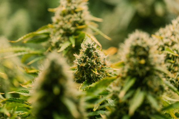 电影微距照片的杂草花和叶子的大麻植物在室内种植的家庭农场从近距离图片下载