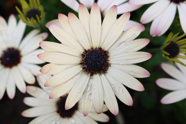 特写白色非洲雏菊骨精子与粉红色的尖端照片图片下载