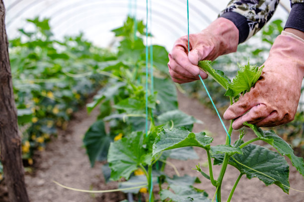 一个熟练农民的双手在温室里工作。图片下载