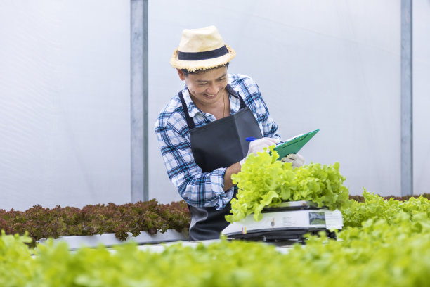 亚洲有机菜农正在称重的沙拉生菜包装过程中，每天交付新鲜的客户为素食和健康的饮食理念图片下载