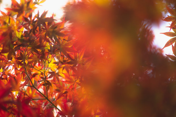 京都夏天的秋叶图片下载