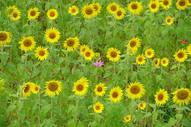 向日葵田图片下载