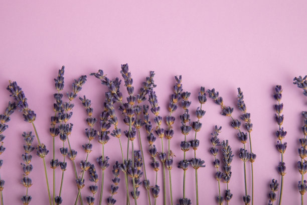 酒体散发着薰衣草的芬芳。前视图。放文字的地方。副本的空间。图片下载