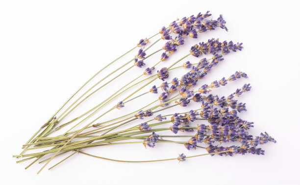 酒体散发着薰衣草的芬芳。前视图。放文字的地方。副本的空间。图片下载