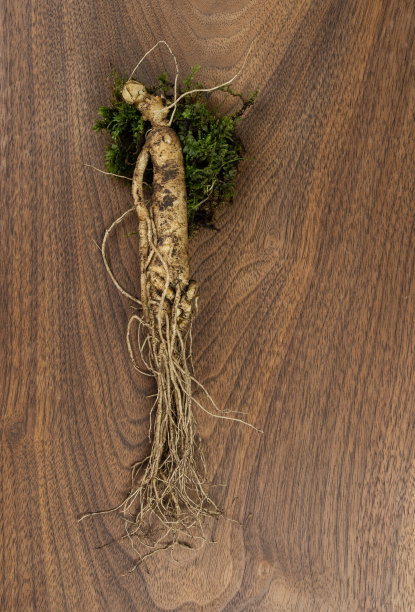 木背景上的高丽人参图片下载