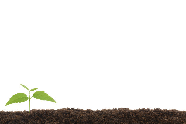 植株在土壤边缘萌发图片下载