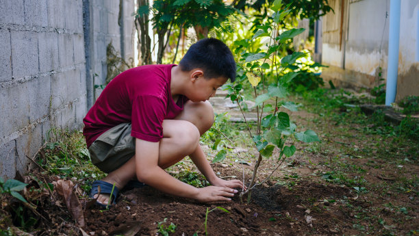 亚洲男孩植树休闲活动图片下载