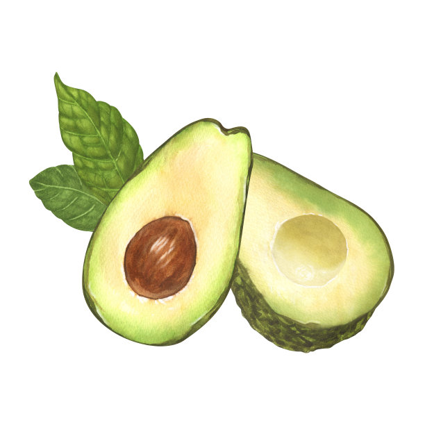 两个水彩新鲜逼真的绿色鳄梨，一个整个后半带骨。手绘插图孤立在白色背景。完善的食品菜单，健康食品图纸，包装设计。图片下载