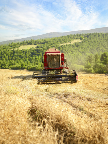 在麦田里干活图片下载