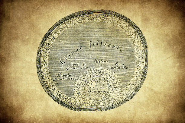 Graafian卵泡方案图片下载