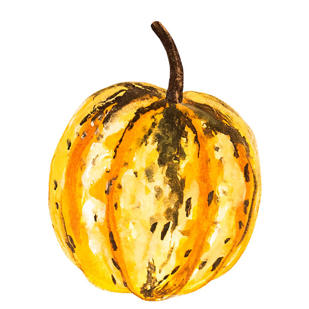 手绘南瓜插图在一个白色的背景。图片下载