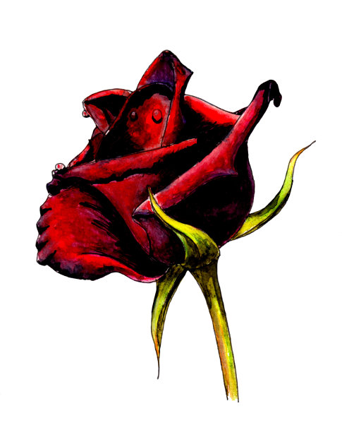 红玫瑰图片下载