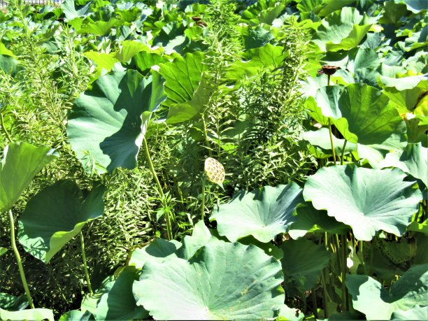 日本。9月。荷塘开花后。图片下载