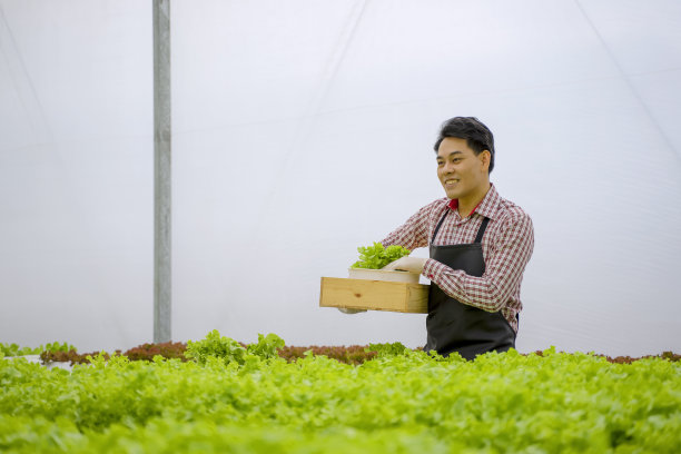 企业家在水培农场工作。蔬菜在温室里生长。图片下载