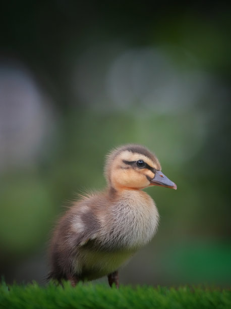 小鸭图片下载