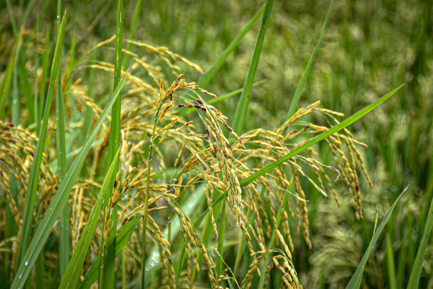 稻秆上的稻子图片下载