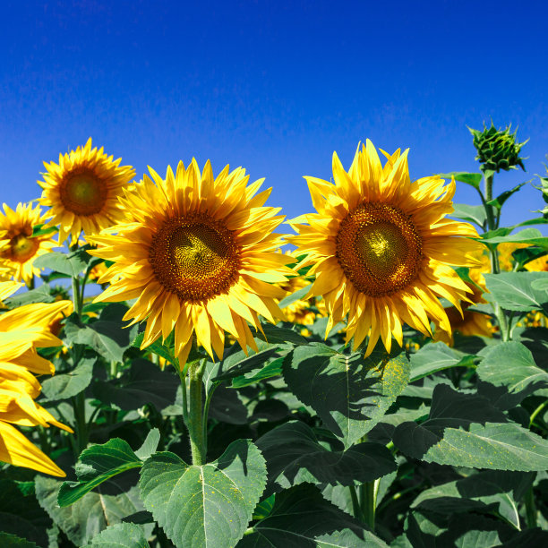 黄灿灿的向日葵映着布满云彩的天空。向日葵。黄金日落。向日葵特写镜头。农业产业。耕地照片。花图片图片下载