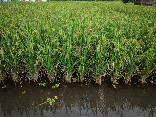 稻秆上的稻子图片下载
