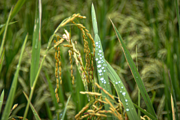 稻秆上的稻子图片下载