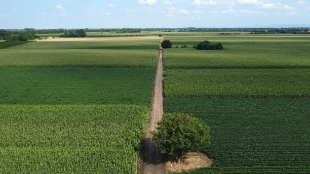 绿色的玉米和大豆田——无人机摄影图片下载