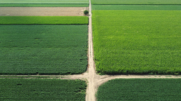 绿色的玉米和大豆田——无人机摄影图片下载