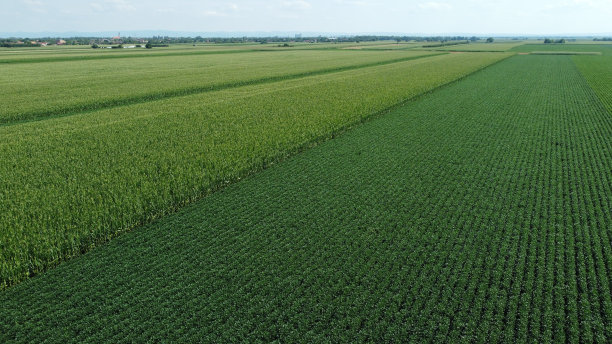 绿色的玉米和大豆田——无人机摄影图片下载